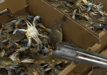 Charlotte’s ‘Asian Market’ serving fresh, far-away cuisines to growing population