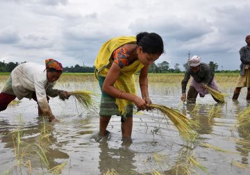 Crop sowing lags in India on scanty rains, raises concerns over yields – Reuters India