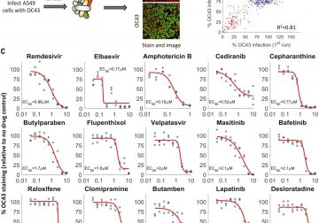 Masitinib is a broad coronavirus 3CL inhibitor that blocks replication of SARS-CoV-2