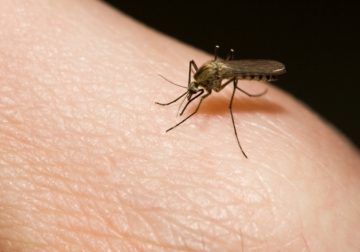 Sask. confirms first West Nile-infected mosquitos of 2021 – CKOM News Talk Sports
