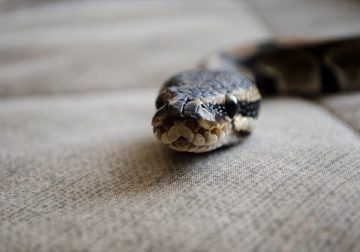 Signs that there’s a snake in your house according to experts. Subby running out of there screaming oddly missing [Interesting]